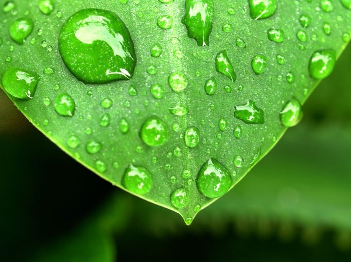 Agua condensación plantas supervivencia